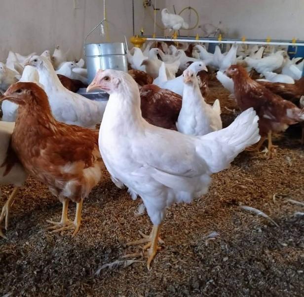 16 haftalık yarka tavuk
